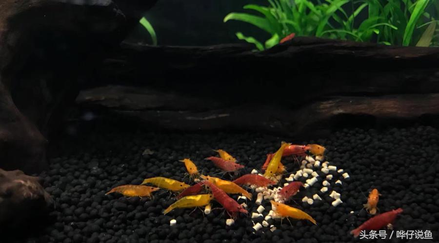 观赏虾观赏鱼,观赏鱼观赏虾