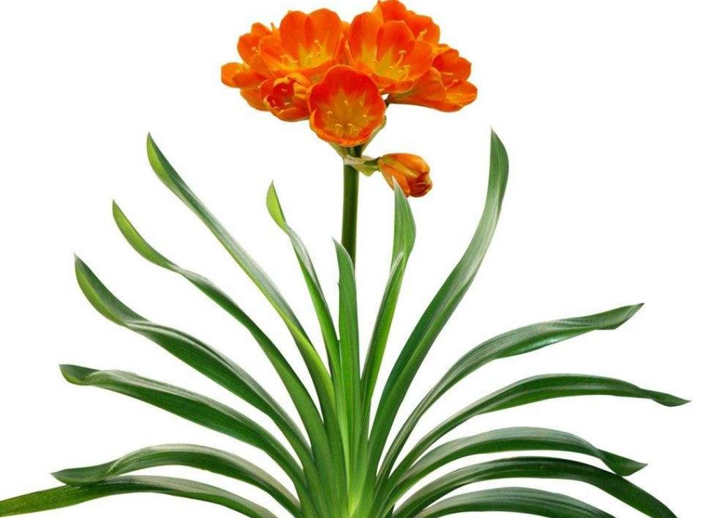 君子兰养护开花不夹箭的方法,君子兰开始冒花箭该如何养护