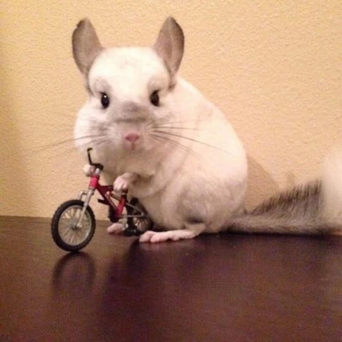 养龙猫成本高吗,小龙猫怎么养才能养活一些