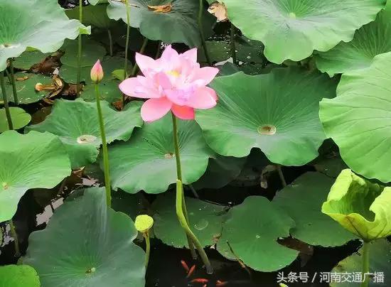 郑州哪里可以入夏赏荷,郑州最佳赏荷地来了