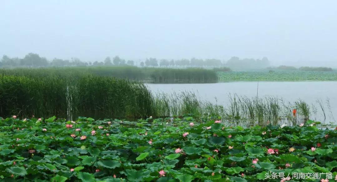 郑州哪里可以入夏赏荷,郑州最佳赏荷地来了