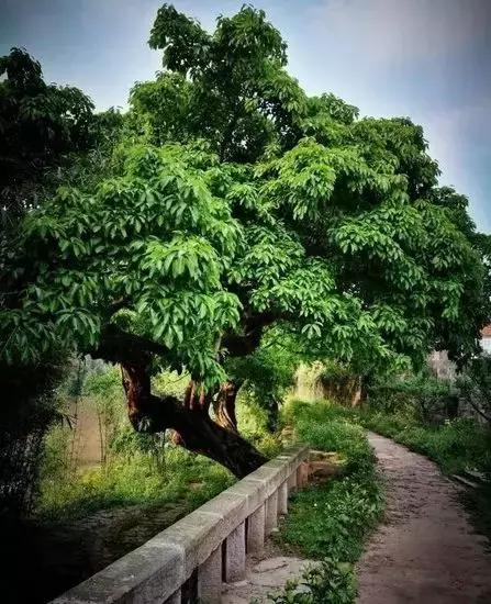 乐山周边竟有这样一个神秘古镇？连历史记载都没有，周末约~