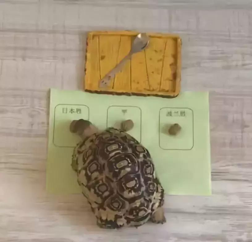 狗狗预测世界杯,宠物预测世界杯韩国vs乌拉圭