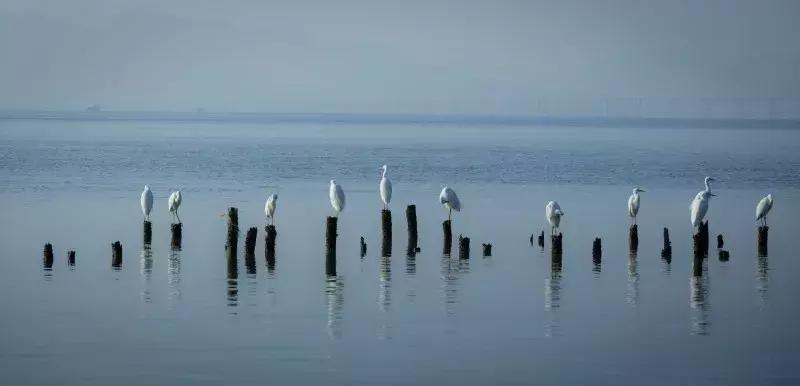 闹市中的一寸天堂,摄影师胡可镜头下的仙境——深圳湾