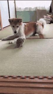 萌爆了！抖音同款蠢萌刺猬，赶紧入手一只撸撸撸！