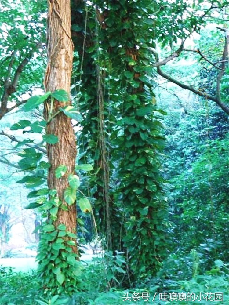 绿萝喝什么水容易爆盆,绿萝怎么养才能更旺盛喝什么水