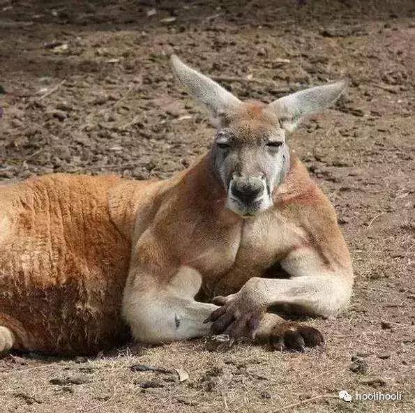 没吃过这6种美食还说你去过云南,看过这些你还敢去澳大利亚吗