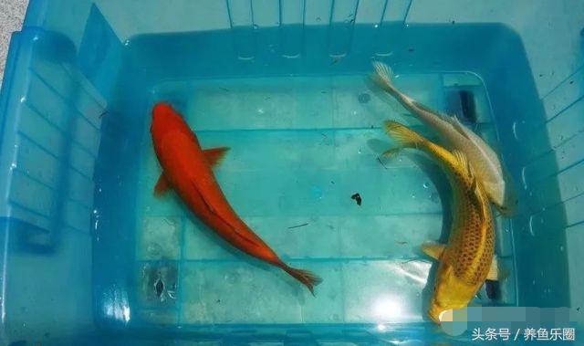 锦鲤鱼缸团灭后重新开缸,锦鲤遭团灭