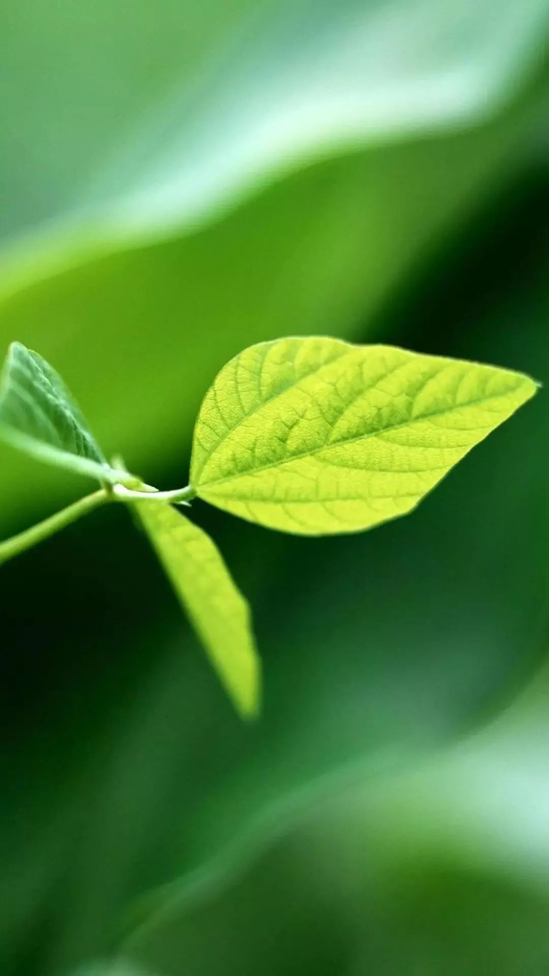 微信聊天护眼背景图高清大图,护眼背景图微信聊天背景