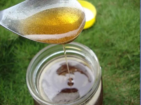 百年荔枝树广西,百年香荔树出售