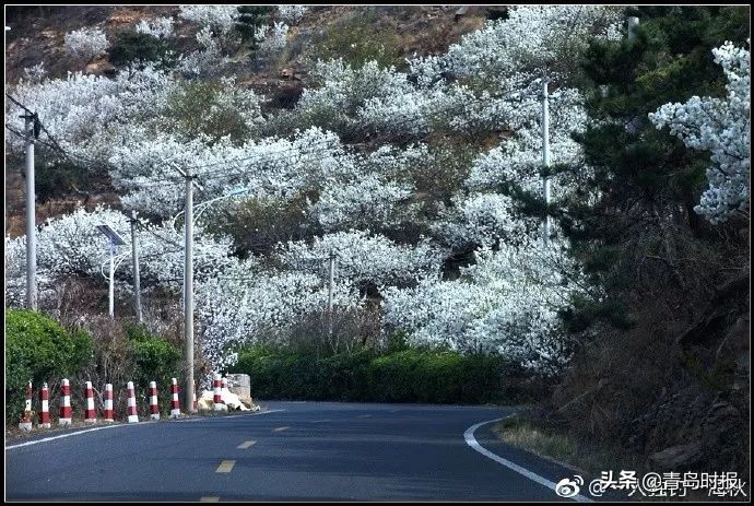 崂山花海,青岛崂山花海