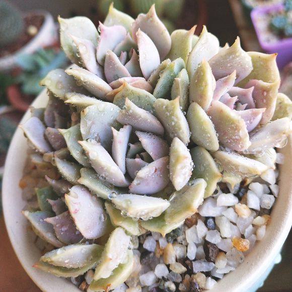 肉友养多肉视频,成都肉友们冬天怎么养护多肉