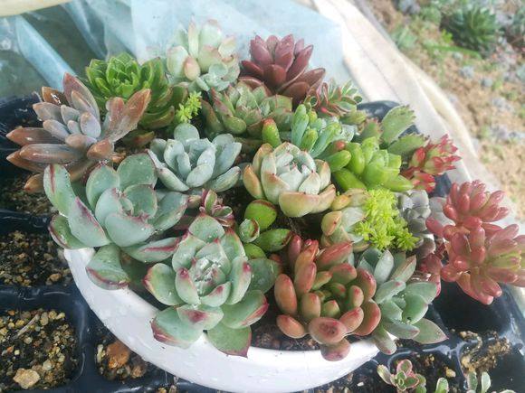 肉友养多肉视频,成都肉友们冬天怎么养护多肉