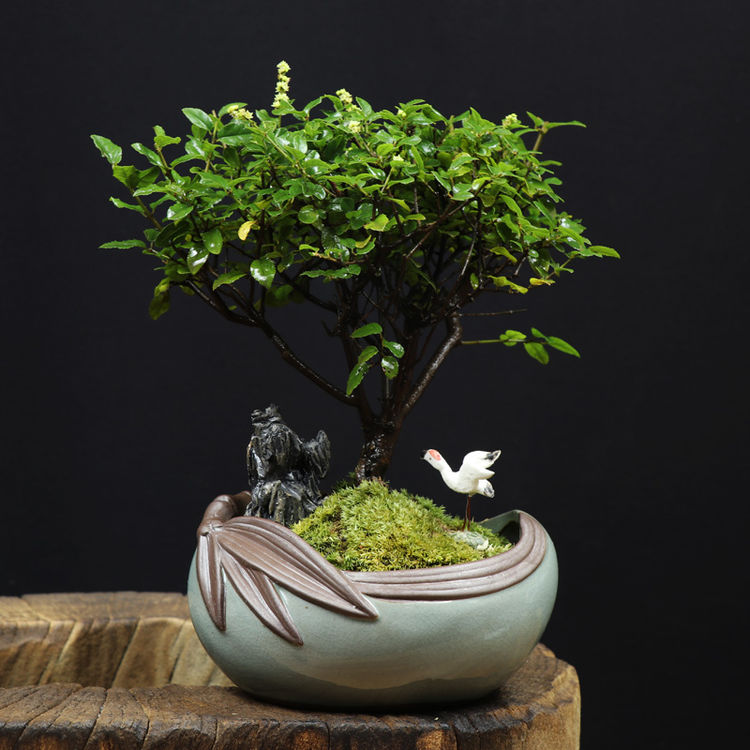 防蚊植物什么盆栽驱蚊子最有效,适合夏天驱蚊的盆栽