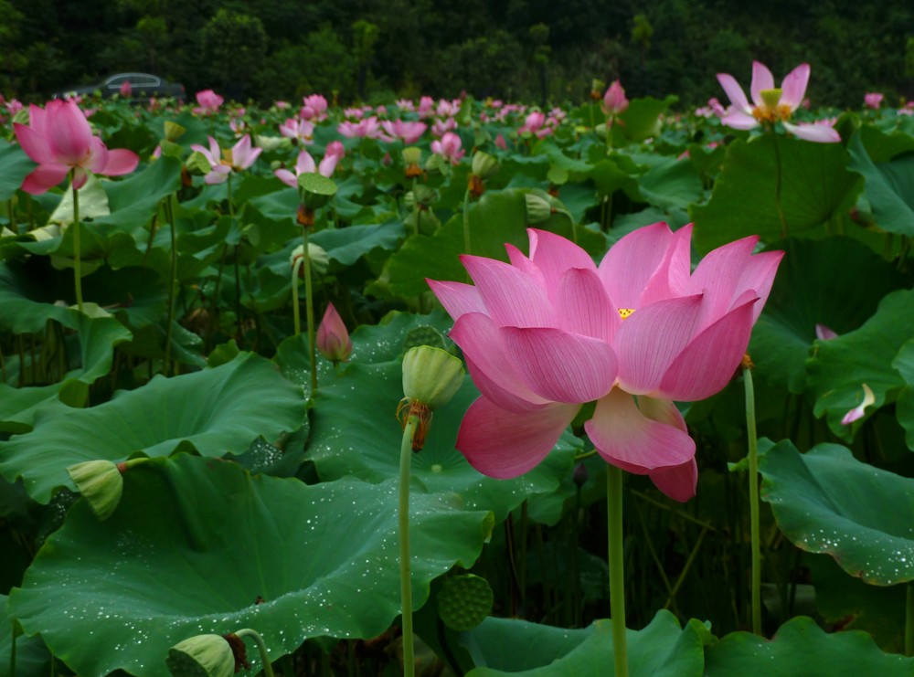 夏日赏月赏夜，不如赏花荷，这里“十里荷花一个村”