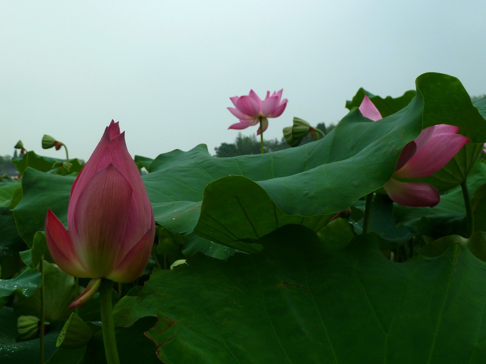 夏日赏月赏夜，不如赏花荷，这里“十里荷花一个村”
