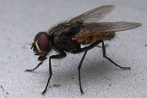 为什么夏天厨房会有小虫子,厨房苍蝇太多什么可以驱赶苍蝇