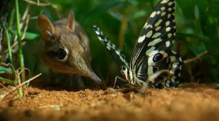探索自然的纪录片推荐,七部神级自然纪录片你看过几部