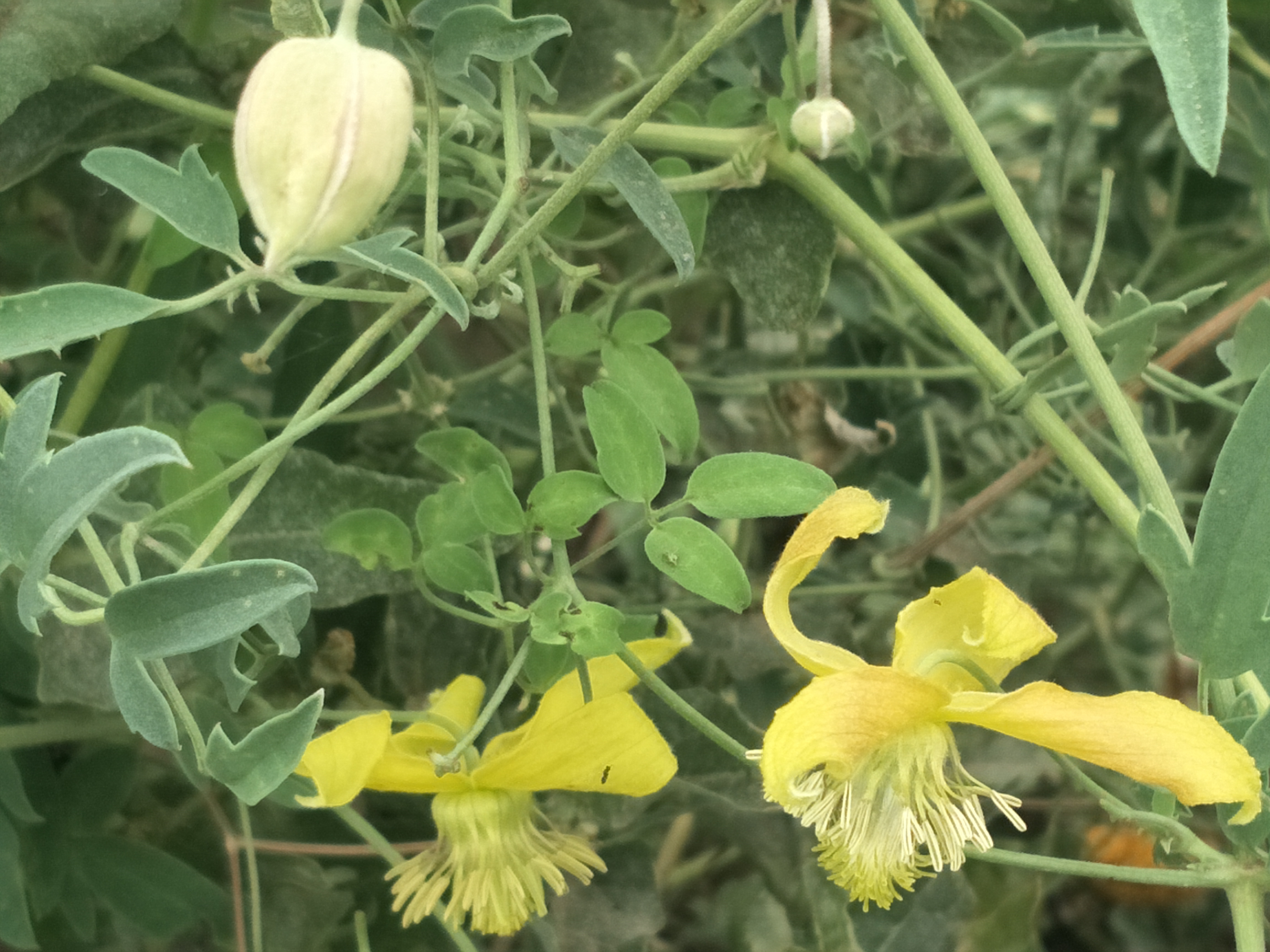 “诗经”读书笔记之“桃夭”文/锦梦素心（陌上公子）