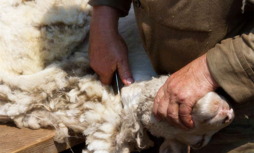 中国何时有棉花,北方没棉花之前用什么御寒