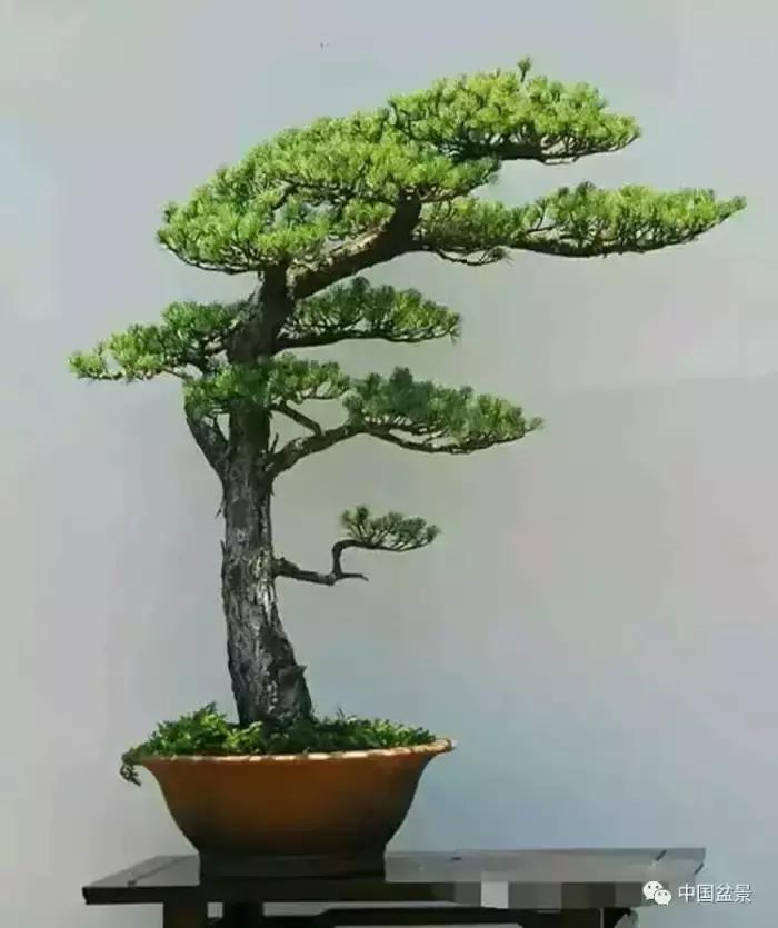 盆景欣赏一枝一叶,一组双杆盆景作品欣赏