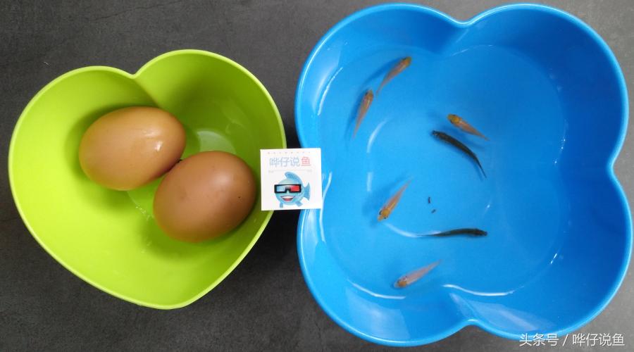 一个鸡蛋，三个妙用：宠物鱼玩家的福音，解决鱼缸三大问题