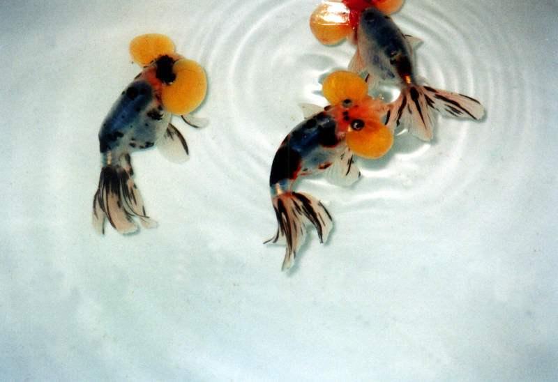 家养金鱼得病喂什么药,鱼缸养鱼鱼病症状