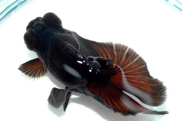 家养金鱼得病喂什么药,鱼缸养鱼鱼病症状