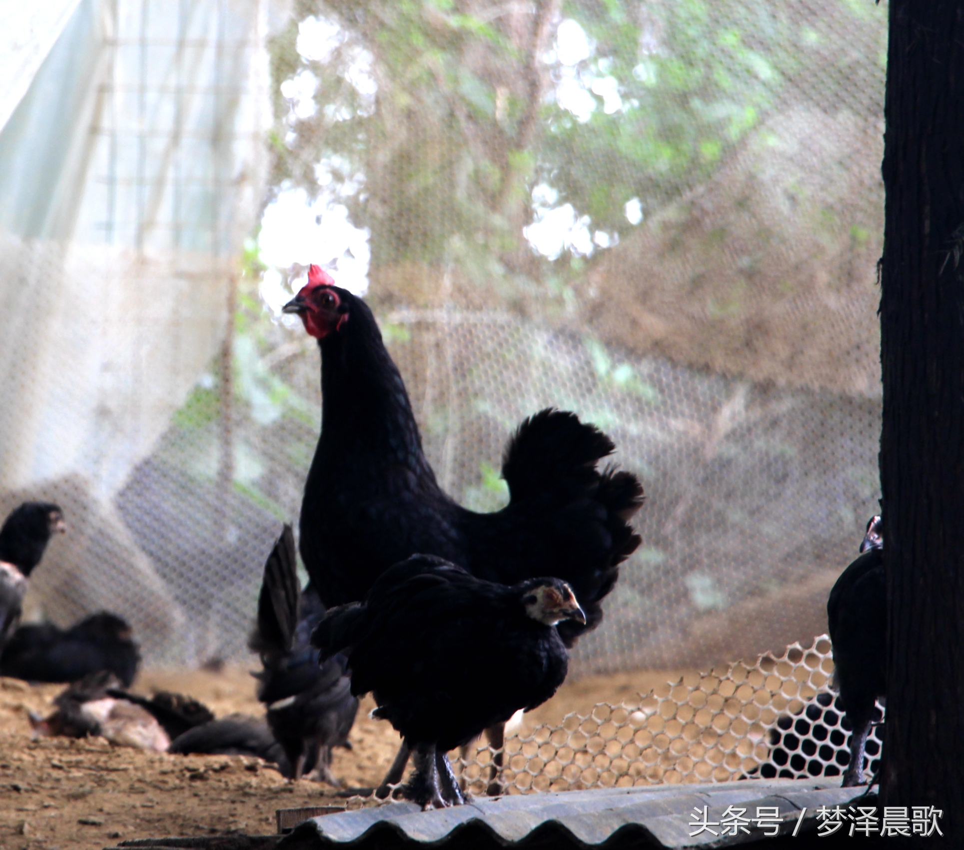带你吃遍奉节的美食,重庆奉节县特色美食做法