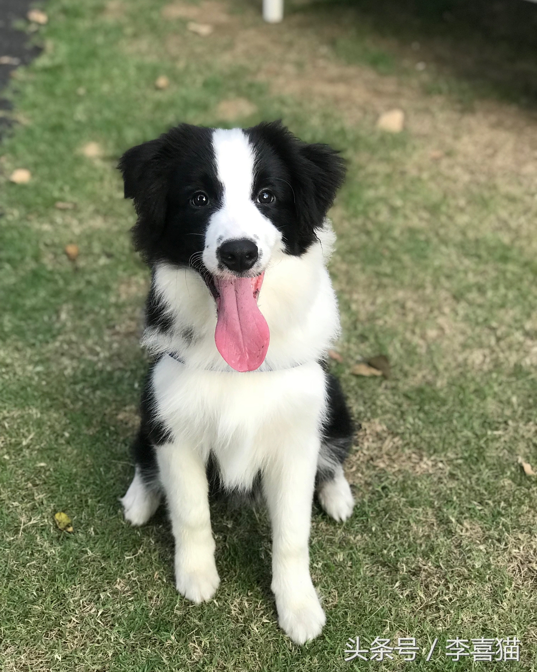 训练狗狗的正确方法和技巧,训练狗狗听话的12条标准赶快收藏