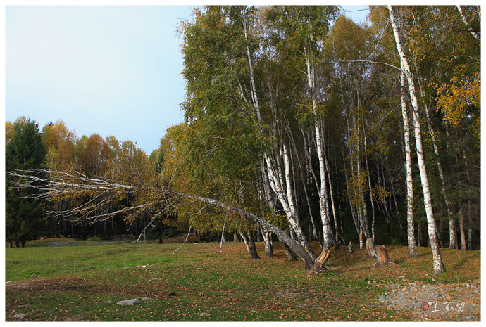 喀纳斯禾木村哪个值得去,喀纳斯禾木村白哈巴村