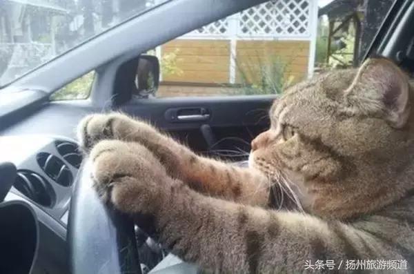 扬州市小升初的流程 (扬州小升初报名时间过了怎么办)