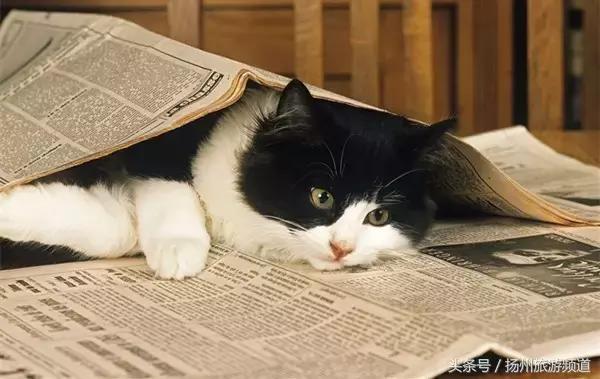 扬州市小升初的流程 (扬州小升初报名时间过了怎么办)