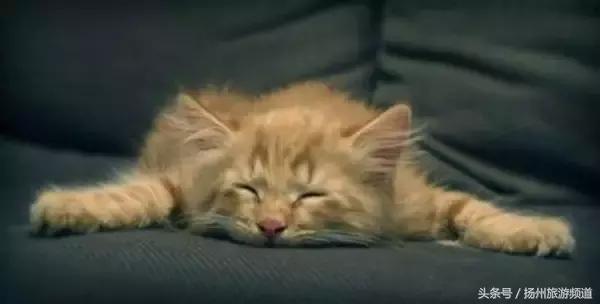 扬州市小升初的流程 (扬州小升初报名时间过了怎么办)