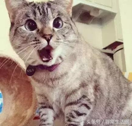 在菲律宾首都买一套房的钱，去别的国家可以买点啥……