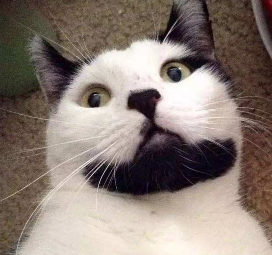 可爱小猫咪黑色胡子,可爱软萌小猫咪