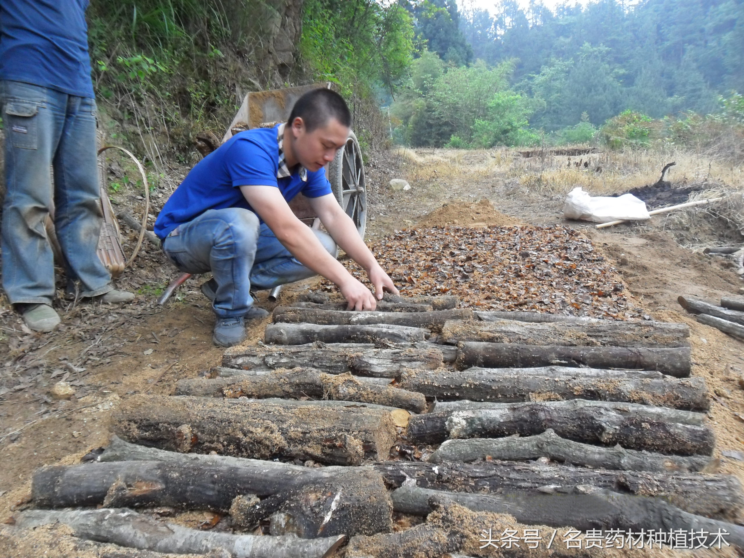 天麻种植宜昌,天麻道地药材是哪里
