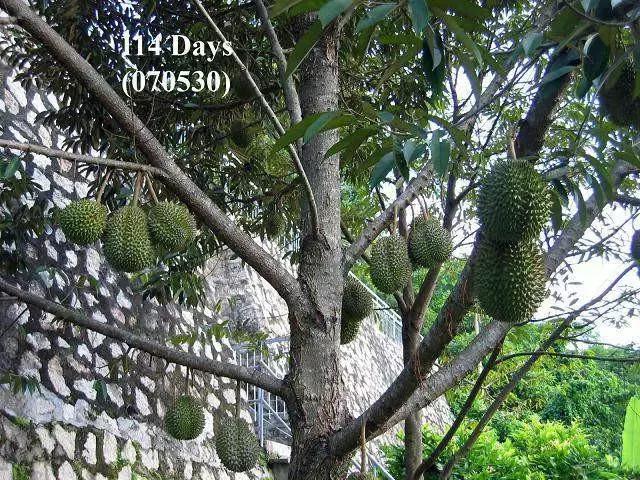 榴莲生长全过程,榴莲的生长全过程见证