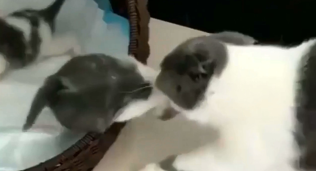 猫妈把小猫咪叼到狗窝,猫妈妈不让小猫咪挪窝