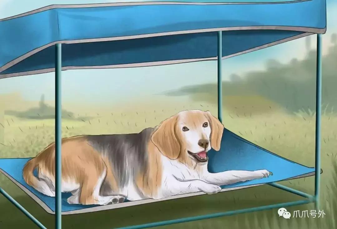 狗狗中暑该怎么拯救它,怎么看狗狗中暑