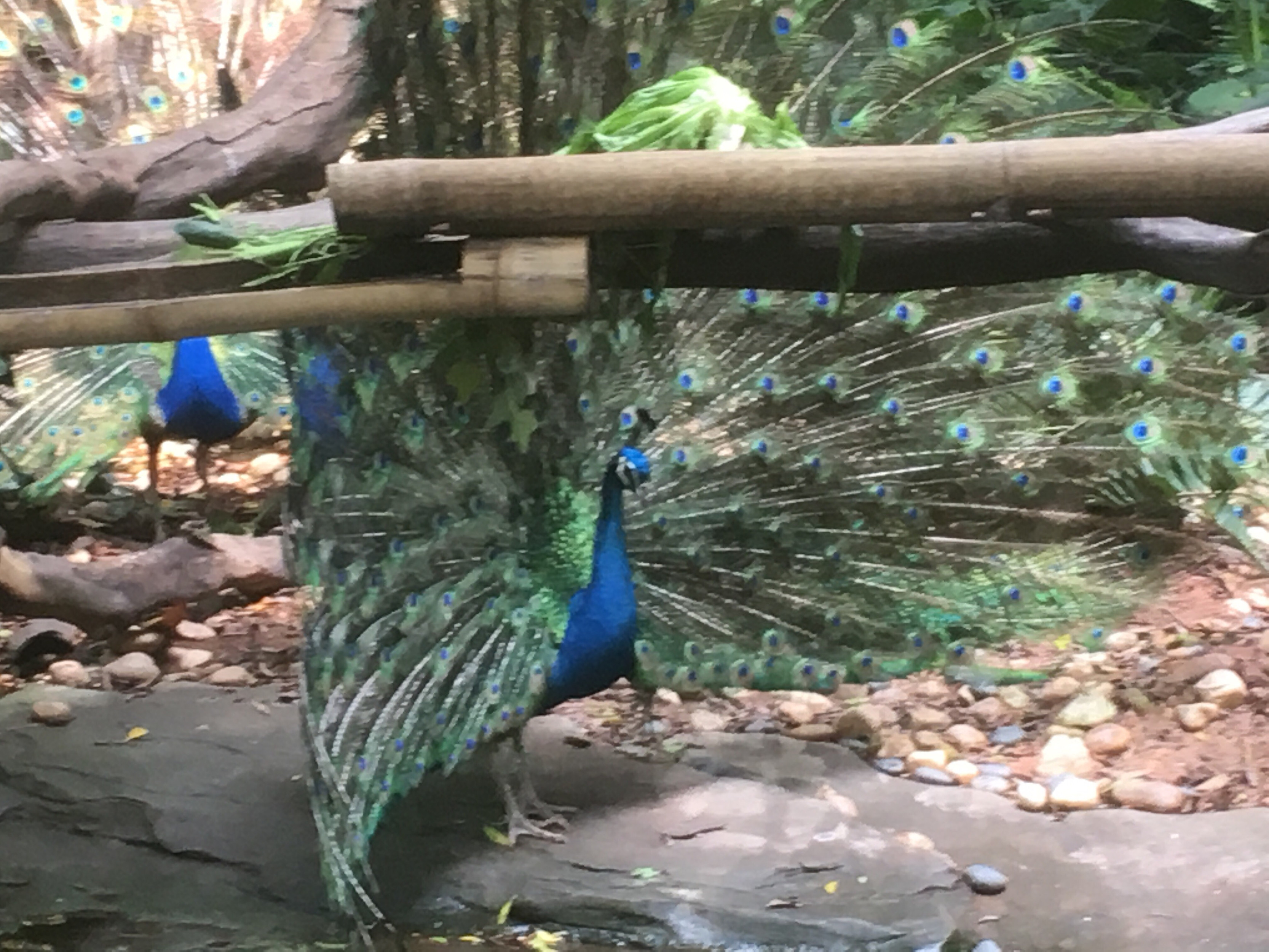 广州长隆野生动物世界之行,广州长隆野生动物世界游玩攻略图