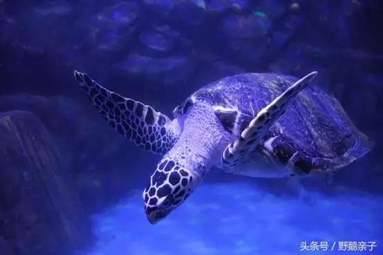 这个夏天去北京旅游好玩吗,夏天适合去的海底世界