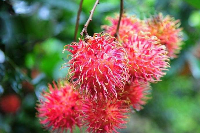 红毛丹营养价值及功效,红毛丹果营养和功效与作用