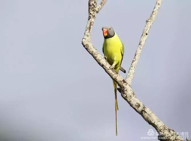滇西拍鸟攻略,滇西观鸟的图片