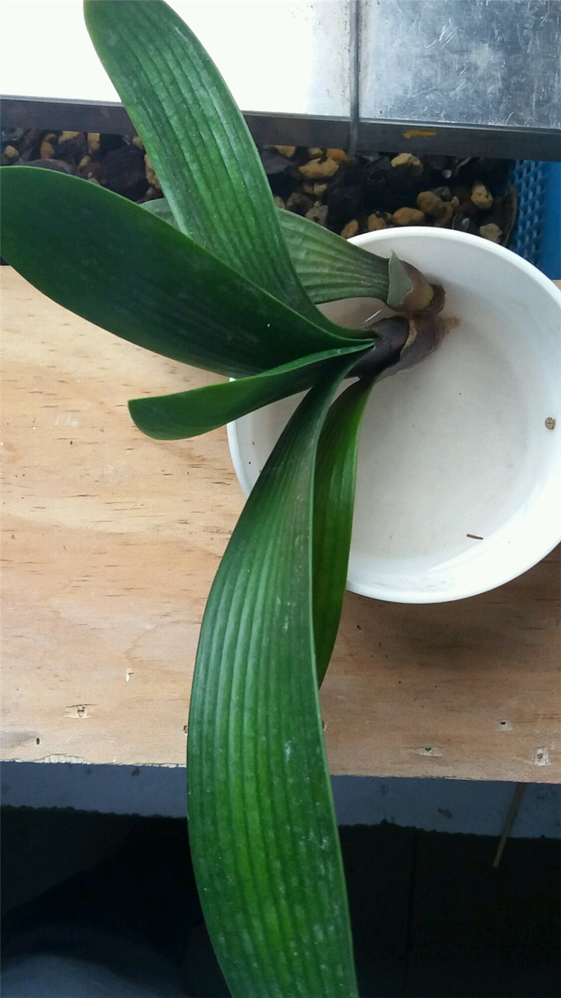 松树刨花君子兰烂根,君子兰烂根用刨花养根的视频