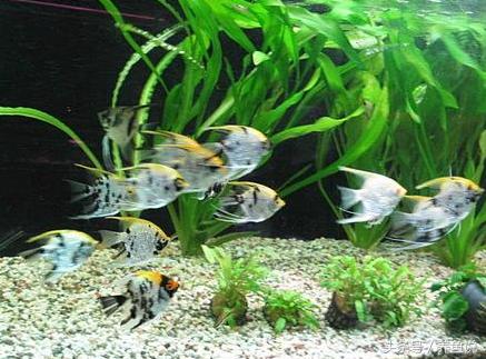 怎么养斗鱼孔雀鱼最好呢,孔雀鱼和斗鱼混养怎么养