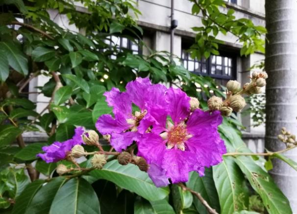 华为mediapadm5lite10,华为mediapadm5lite10连接电视