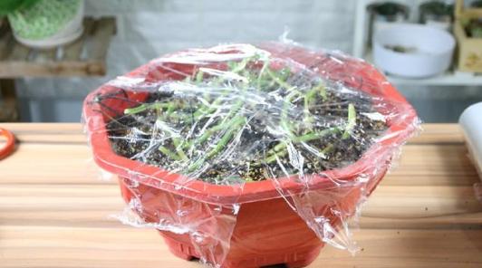 绿萝将死想扔了？用这些方法，还能活！