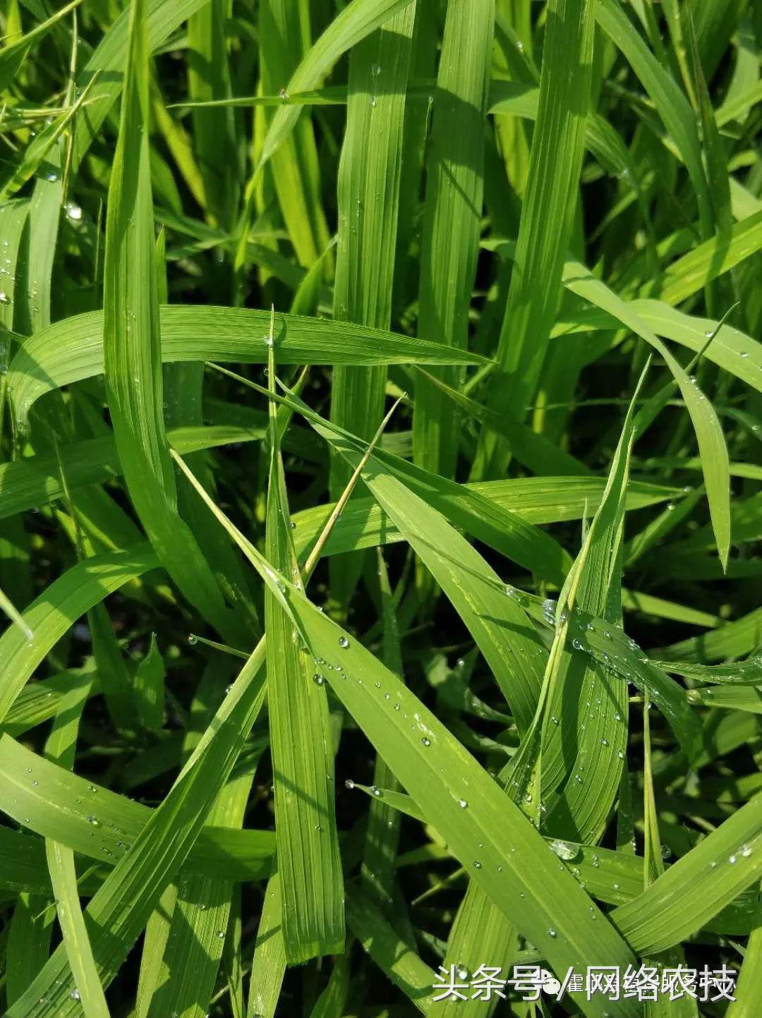 水稻叶梢发黄是不是病,水稻叶片发黄用什么药