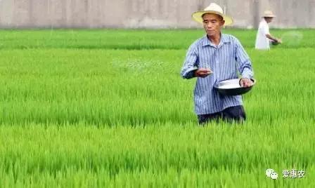 爱惠农植保缺点,庄稼大量使用尿素的危害